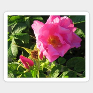 Seaside Pink Rose Sticker